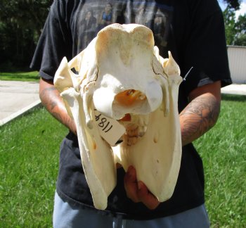 18-1/2 inches long Real Burchelli Zebra Skull for Sale - Buy this one for $124.99