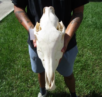 18-1/2 inches long Real Burchelli Zebra Skull for Sale - Buy this one for $124.99