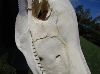 18-1/2 inches long Real Burchelli Zebra Skull for Sale - Buy this one for $124.99