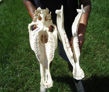 18-1/2 inches long Real Burchelli Zebra Skull for Sale - Buy this one for $124.99