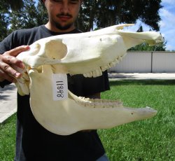 20 inches long Real Burchelli Zebra Skull for Sale - Buy this one for $124.99