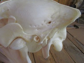 20 inches long Real Burchelli Zebra Skull for Sale - Buy this one for $124.99