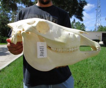 20 inches long Real Burchelli Zebra Skull for Sale - Buy this one for $124.99