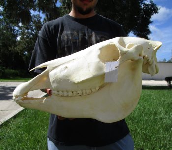 20 inches long Real Burchelli Zebra Skull for Sale - Buy this one for $124.99