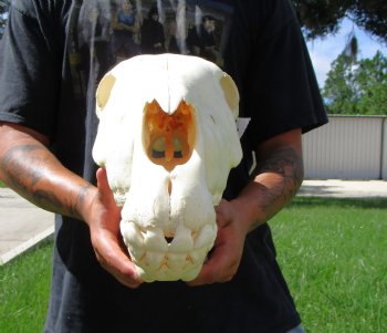 20 inches long Real Burchelli Zebra Skull for Sale - Buy this one for $124.99