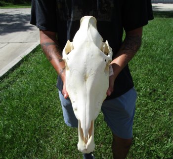20 inches long Real Burchelli Zebra Skull for Sale - Buy this one for $124.99