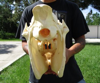 20 inches long Real Burchelli Zebra Skull for Sale - Buy this one for $124.99