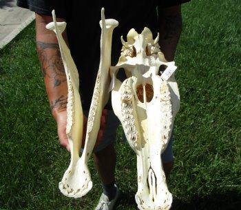 20 inches long Real Burchelli Zebra Skull for Sale - Buy this one for $124.99
