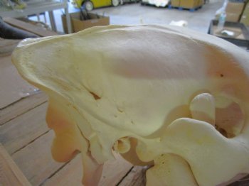 20 inches long Real Burchelli Zebra Skull for Sale - Buy this one for $124.99