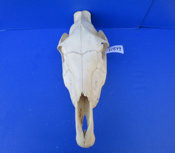 20 by 7-1/2 inches African Burchelli Zebra Top Skull, Grade B, for $59.99