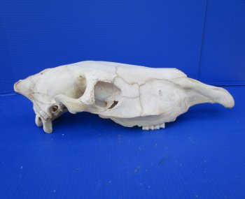 20 by 7-1/2 inches African Burchelli Zebra Top Skull, Grade B, for $59.99