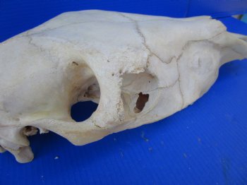 20 by 7-1/2 inches African Burchelli Zebra Top Skull, Grade B, for $59.99
