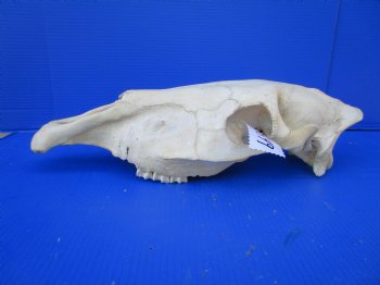 20 by 7-1/2 inches African Burchelli Zebra Top Skull, Grade B, for $59.99