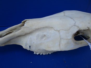 20 by 7-1/2 inches African Burchelli Zebra Top Skull, Grade B, for $59.99