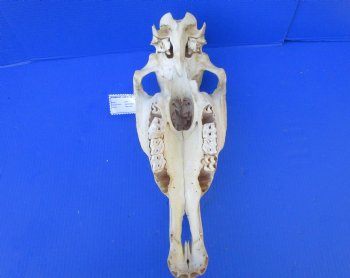 20 by 7-1/2 inches African Burchelli Zebra Top Skull, Grade B, for $59.99