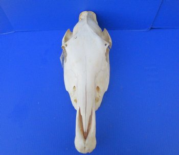 20 by 7-1/2 inches African Burchelli Zebra Top Skull, Grade B, for $59.99