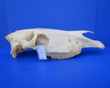 20 by 7-1/2 inches African Burchelli Zebra Top Skull, Grade B, for $59.99