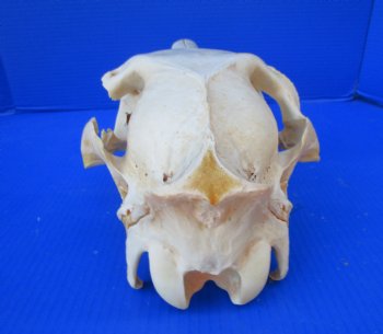 20 by 7-1/2 inches African Burchelli Zebra Top Skull, Grade B, for $59.99