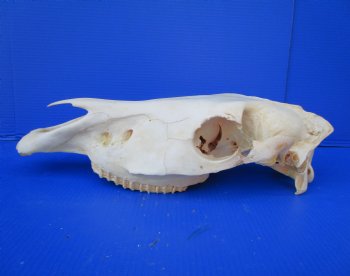 20 by 7-1/2 inches African Burchelli Zebra Top Skull, Grade B, for $59.99