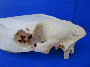 20 by 7-1/2 inches African Burchelli Zebra Top Skull, Grade B, for $59.99
