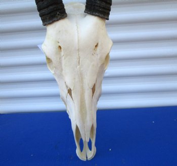  African Gemsbok Skull with 38-3/4 and 39 inches Horns <FONT COLOR=RED> Extra Large Good Quality</font> - Buy this one for $169.99 (SHIPS UPS ONLY)