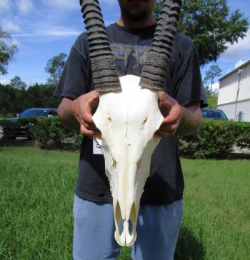  African Gemsbok Skull with 38-3/4 and 39 inches Horns <FONT COLOR=RED> Extra Large Good Quality</font> - Buy this one for $169.99