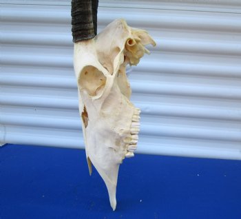  African Gemsbok Skull with 38-3/4 and 39 inches Horns <FONT COLOR=RED> Extra Large Good Quality</font> - Buy this one for $169.99 (SHIPS UPS ONLY)