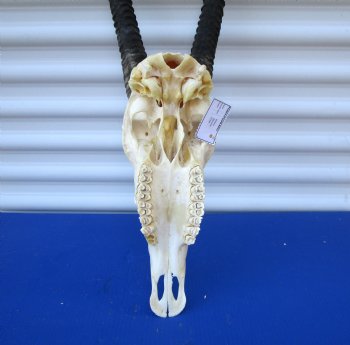  African Gemsbok Skull with 38-3/4 and 39 inches Horns <FONT COLOR=RED> Extra Large Good Quality</font> - Buy this one for $169.99 (SHIPS UPS ONLY)
