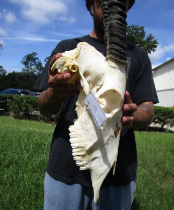 African Gemsbok Skull with 38-3/4 and 39 inches Horns <FONT COLOR=RED> Extra Large Good Quality</font> - Buy this one for $169.99