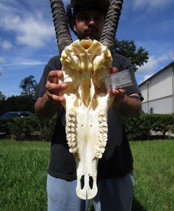  African Gemsbok Skull with 38-3/4 and 39 inches Horns <FONT COLOR=RED> Extra Large Good Quality</font> - Buy this one for $169.99