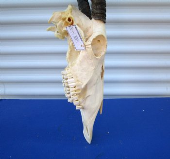  African Gemsbok Skull with 38-3/4 and 39 inches Horns <FONT COLOR=RED> Extra Large Good Quality</font> - Buy this one for $169.99 (SHIPS UPS ONLY)