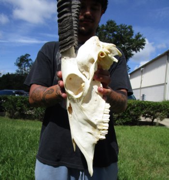  African Gemsbok Skull with 38-3/4 and 39 inches Horns <FONT COLOR=RED> Extra Large Good Quality</font> - Buy this one for $169.99