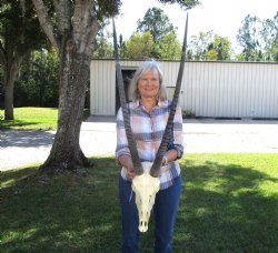Gemsbok Skull with 33 inches Horns - Buy this for $154.99