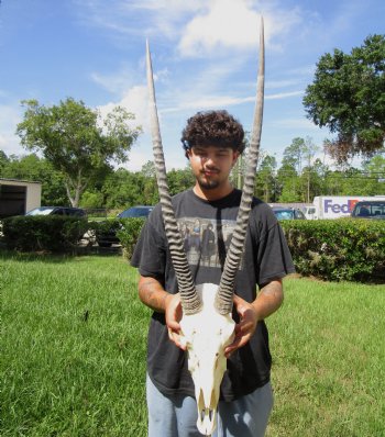 Gemsbok Skull with 33 inches Horns - Buy this for $154.99