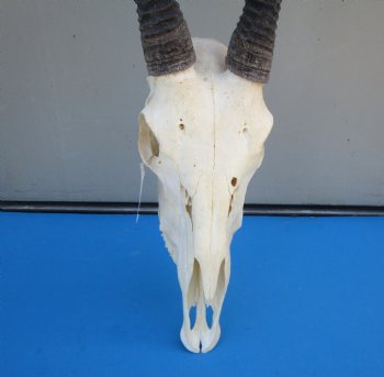 Gemsbok Skull with 33 inches Horns - Buy this for $154.99(SHIPS UPS ONLY) 