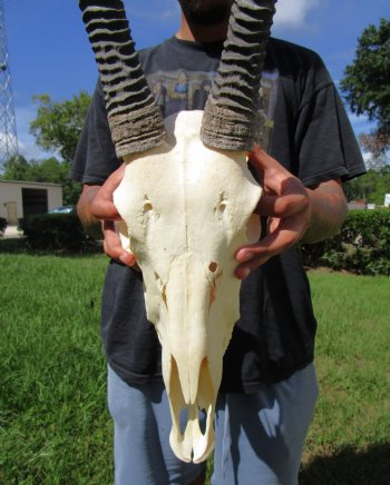 Gemsbok Skull with 33 inches Horns - Buy this for $154.99