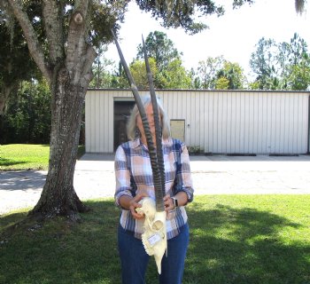 Gemsbok Skull with 33 inches Horns - Buy this for $154.99