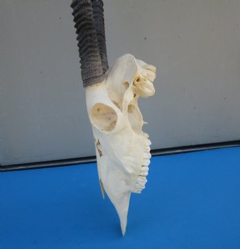 Gemsbok Skull with 33 inches Horns - Buy this for $154.99(SHIPS UPS ONLY) 