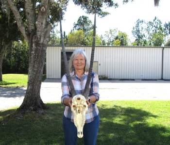 Gemsbok Skull with 33 inches Horns - Buy this for $154.99