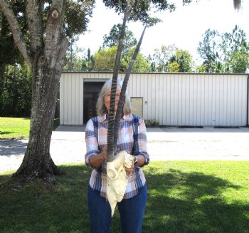Gemsbok Skull with 33 inches Horns - Buy this for $154.99