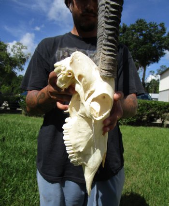 Gemsbok Skull with 33 inches Horns - Buy this for $154.99