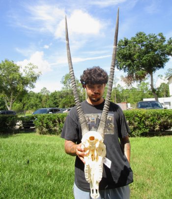 Gemsbok Skull with 33 inches Horns - Buy this for $154.99