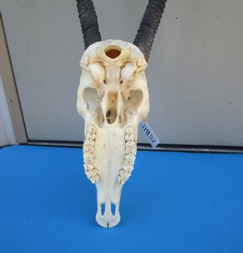 Gemsbok Skull with 33 inches Horns - Buy this for $154.99(SHIPS UPS ONLY) 