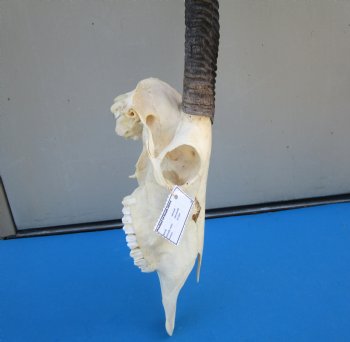 Gemsbok Skull with 33 inches Horns - Buy this for $154.99(SHIPS UPS ONLY) 