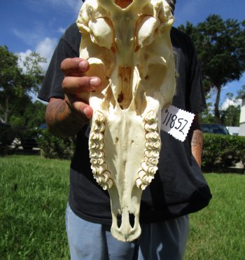 Gemsbok Skull with 33 inches Horns - Buy this for $154.99