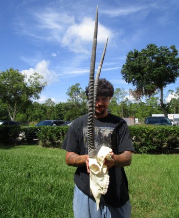 Gemsbok Skull with 33 inches Horns - Buy this for $154.99