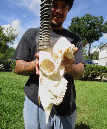 Gemsbok Skull with 33 inches Horns - Buy this for $154.99