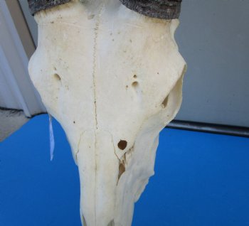 Gemsbok Skull with 33 inches Horns - Buy this for $154.99(SHIPS UPS ONLY) 