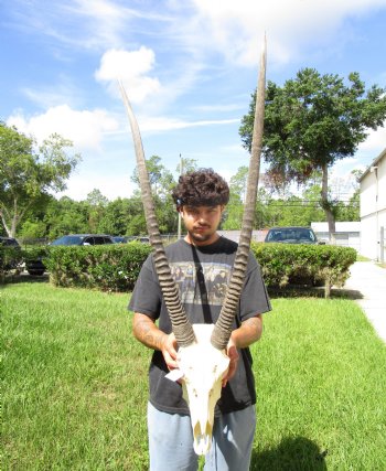 Authentic African Gemsbok Skull with 36 and 37-3/4 inches Horns <font color=red> Extra Large Nice Quality</font> - Buy this for $159.99