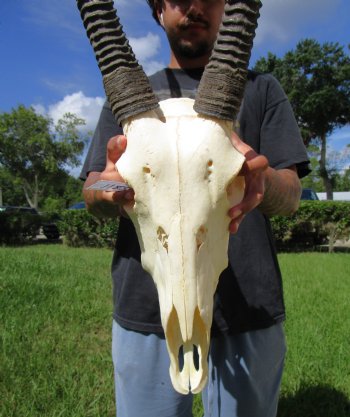 Authentic African Gemsbok Skull with 36 and 37-3/4 inches Horns <font color=red> Extra Large Nice Quality</font> - Buy this for $159.99